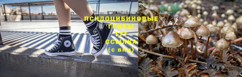 Галлюциногенные грибы Psilocybe  Торжок 